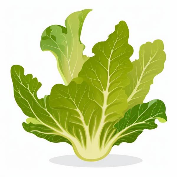 lettuce