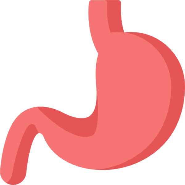 stomach